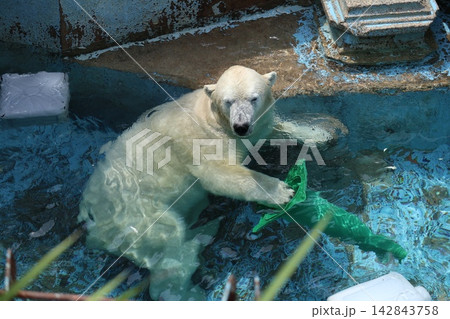 大阪天王子動物園のシロクマのホウちゃん 142843758