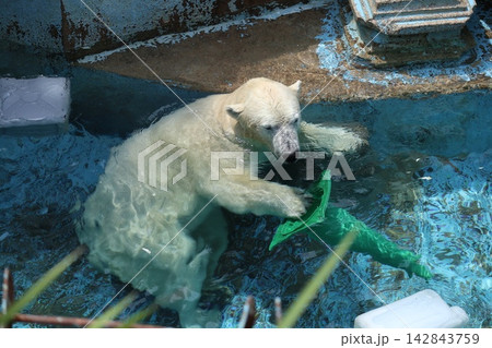 大阪天王子動物園のシロクマのホウちゃん 142843759