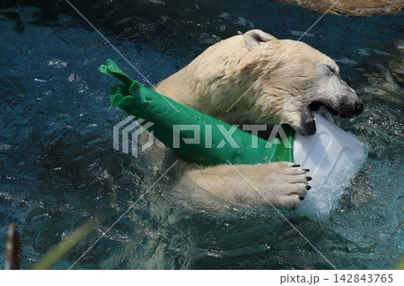 大阪天王子動物園のシロクマのホウちゃん 142843765