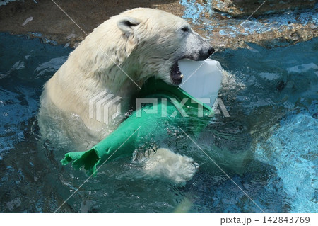 大阪天王子動物園のシロクマのホウちゃん 142843769