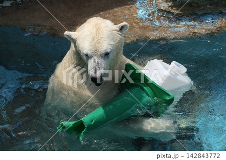 大阪天王子動物園のシロクマのホウちゃん 142843772