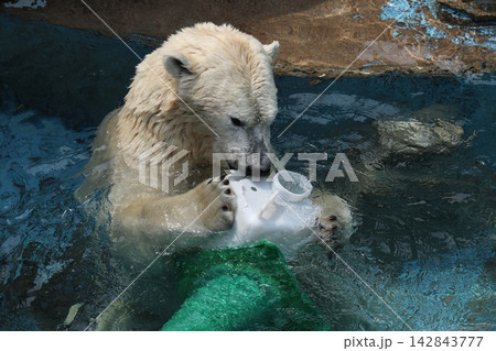 大阪天王子動物園のシロクマのホウちゃん 142843777