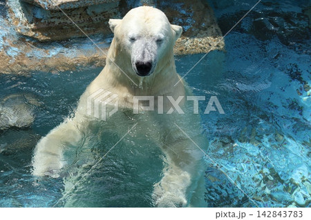 大阪天王子動物園のシロクマのホウちゃん 142843783