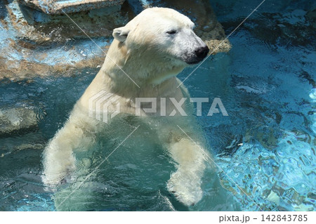 大阪天王子動物園のシロクマのホウちゃん 142843785
