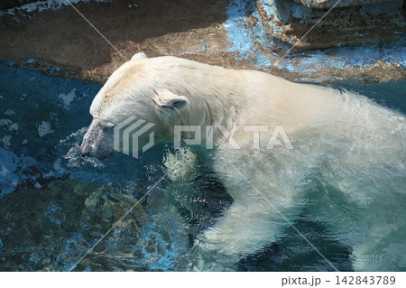 大阪天王子動物園のシロクマのホウちゃん 142843789