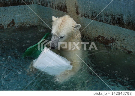 大阪天王子動物園のシロクマのホウちゃん 大阪天王子動物園のシロクマのホウちゃん 142843798
