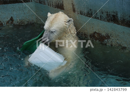 大阪天王子動物園のシロクマのホウちゃん 大阪天王子動物園のシロクマのホウちゃん 142843799