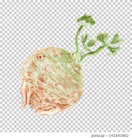 Celeriac with green leaves watercolor illustration. Hand painted celery root vegetable isolated on white for healthy food, cooking, recipes, gardening, agriculture, harvest and botanical designs. 142843862