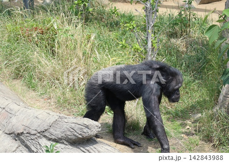 大阪天王子動物園のチンパンジーのリッキー・ミナミ・レモン 大阪天王子動物園のチンパンジーのリッキー・ミナミ・レモン 142843988