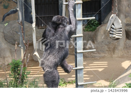 大阪天王子動物園のチンパンジーのリッキー・ミナミ・レモン 大阪天王子動物園のチンパンジーのリッキー・ミナミ・レモン 142843996