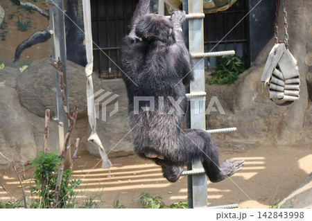 大阪天王子動物園のチンパンジーのリッキー・ミナミ・レモン 大阪天王子動物園のチンパンジーのリッキー・ミナミ・レモン 142843998