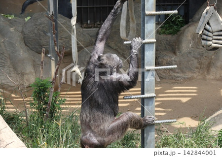 大阪天王子動物園のチンパンジーのリッキー・ミナミ・レモン 大阪天王子動物園のチンパンジーのリッキー・ミナミ・レモン 142844001