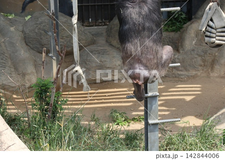 大阪天王子動物園のチンパンジーのリッキー・ミナミ・レモン 大阪天王子動物園のチンパンジーのリッキー・ミナミ・レモン 142844006