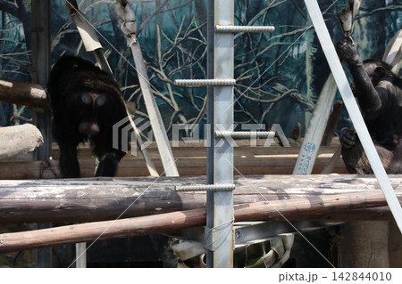 大阪天王子動物園のチンパンジーのリッキー・ミナミ・レモン 大阪天王子動物園のチンパンジーのリッキー・ミナミ・レモン 142844010