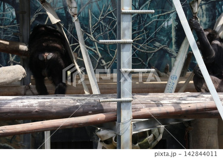 大阪天王子動物園のチンパンジーのリッキー・ミナミ・レモン 大阪天王子動物園のチンパンジーのリッキー・ミナミ・レモン 142844011