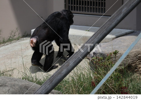 大阪天王子動物園のチンパンジーのリッキー・ミナミ・レモン 大阪天王子動物園のチンパンジーのリッキー・ミナミ・レモン 142844019