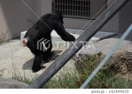 大阪天王子動物園のチンパンジーのリッキー・ミナミ・レモン 大阪天王子動物園のチンパンジーのリッキー・ミナミ・レモン 142844020