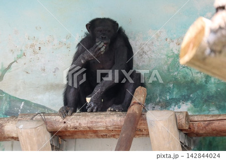 大阪天王子動物園のチンパンジーのリッキー・ミナミ・レモン 大阪天王子動物園のチンパンジーのリッキー・ミナミ・レモン 142844024