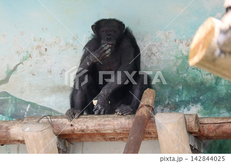 大阪天王子動物園のチンパンジーのリッキー・ミナミ・レモン 大阪天王子動物園のチンパンジーのリッキー・ミナミ・レモン 142844025