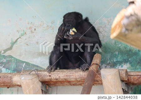大阪天王子動物園のチンパンジーのリッキー・ミナミ・レモン 大阪天王子動物園のチンパンジーのリッキー・ミナミ・レモン 142844038