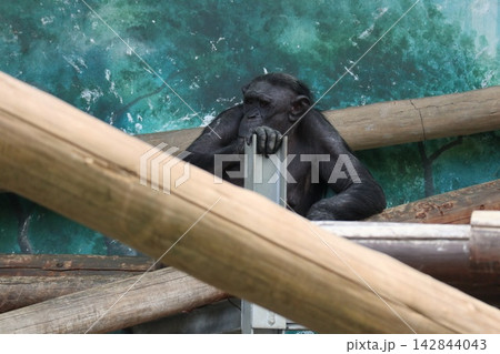 大阪天王子動物園のチンパンジーのリッキー・ミナミ・レモン 大阪天王子動物園のチンパンジーのリッキー・ミナミ・レモン 142844043