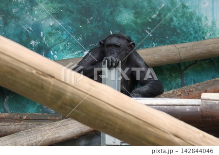 大阪天王子動物園のチンパンジーのリッキー・ミナミ・レモン 大阪天王子動物園のチンパンジーのリッキー・ミナミ・レモン 142844046