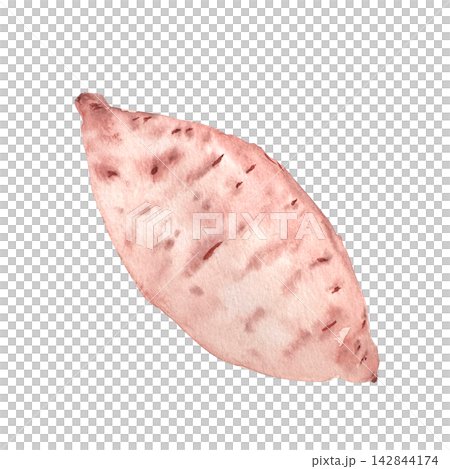 Sweet potato watercolor illustration. Hand painted root vegetable clip art isolated on white background ideal for healthy food, cooking, recipes, nutrition, agriculture, harvest and botanical designs Sweet potato watercolor illustration. Hand painted root vegetable clip art isolated on white background ideal for healthy food, cooking, recipes, nutrition, agriculture, harvest and botanical designs 142844174