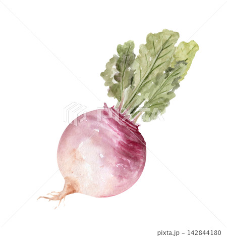 Turnip with green leaves watercolor illustration. Hand painted root vegetable isolated on white perfect for healthy food, cooking, recipes, gardening, agriculture, harvest and botanical designs. Turnip with green leaves watercolor illustration. Hand painted root vegetable isolated on white perfect for healthy food, cooking, recipes, gardening, agriculture, harvest and botanical designs. 142844180