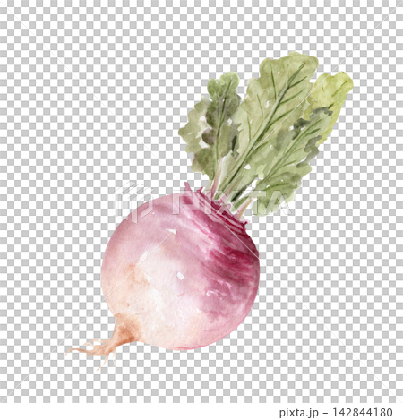 Turnip with green leaves watercolor illustration. Hand painted root vegetable isolated on white perfect for healthy food, cooking, recipes, gardening, agriculture, harvest and botanical designs. Turnip with green leaves watercolor illustration. Hand painted root vegetable isolated on white perfect for healthy food, cooking, recipes, gardening, agriculture, harvest and botanical designs. 142844180