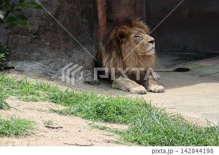 大阪天王子動物園のライオンのガオウ・ルナ・モナカ 大阪天王子動物園のライオンのガオウ・ルナ・モナカ 142844198