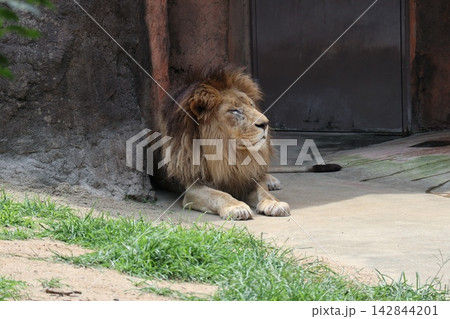 大阪天王子動物園のライオンのガオウ・ルナ・モナカ 142844201