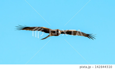 Brown kite raptor bird flying with wings fully spread across blue sky, showing wildlife, soaring flight, predator behavior, freedom and powerful aerial motion Brown kite raptor bird flying with wings fully spread across blue sky, showing wildlife, soaring flight, predator behavior, freedom and powerful aerial motion 142844310