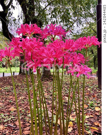 曼殊沙華 曼殊沙華 142844485