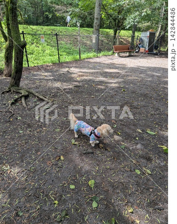 公園で遊んでいる犬 142844486
