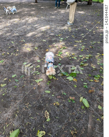 公園で遊ぶ犬 公園で遊ぶ犬 142844487