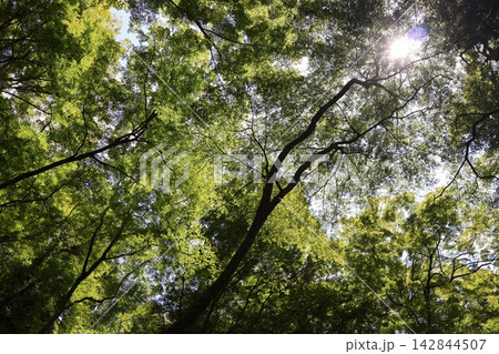 茂る緑の葉のもみじの大樹からのこもれ陽と白く輝く太陽の光りのあふれる森の風景 142844507