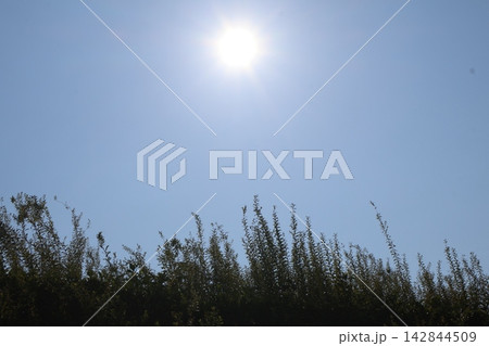 夏の白く輝く太陽の光りと青空と草むらの風景 夏の白く輝く太陽の光りと青空と草むらの風景 142844509