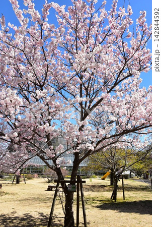 神奈川県 小田原フラワーガーデンの満開春めき桜 神奈川県 小田原フラワーガーデンの満開春めき桜 142844592