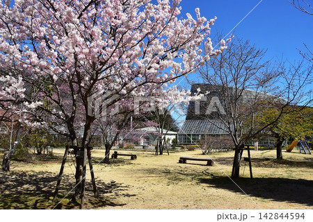 神奈川県 小田原フラワーガーデンの満開春めき桜 神奈川県 小田原フラワーガーデンの満開春めき桜 142844594