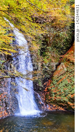 秋の深山で岩肌を流れる滝と鮮やかに色づく黄葉の風景 秋の深山で岩肌を流れる滝と鮮やかに色づく黄葉の風景 142844631