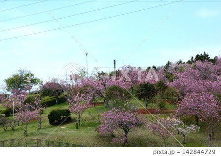 静峰ふるさと公園・八重桜まつり #93 静峰ふるさと公園・八重桜まつり #93 142844729