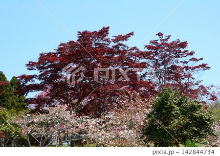 静峰ふるさと公園・八重桜まつり #98 静峰ふるさと公園・八重桜まつり #98 142844734