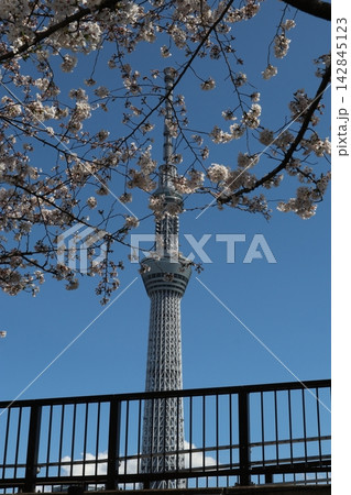 桜と東京スカイツリー 142845123