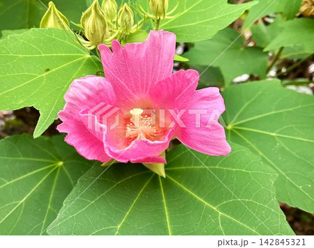 ピンクの芙蓉の花 142845321