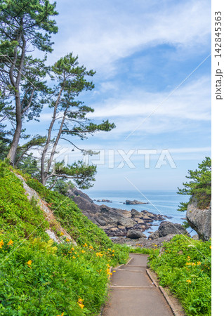 「青森県」種差海岸・樹齢80年以上の松林並木が広が淀の松原の風景　八戸市 142845363