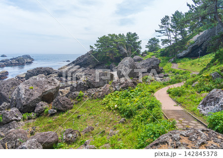 「青森県」種差海岸・樹齢80年以上の松林並木が広が淀の松原の風景　八戸市 142845378