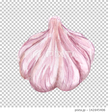 Watercolor Pink Garlic Bulb 142845406