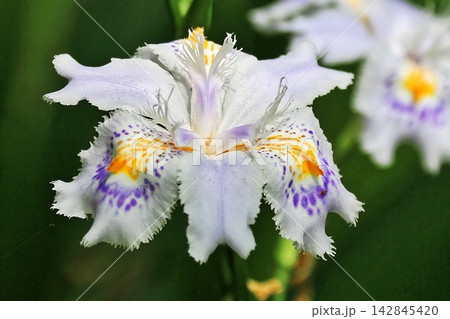 クローズアップで咲く鮮やかなシャガの花(東高根森林公園) クローズアップで咲く鮮やかなシャガの花(東高根森林公園) 142845420