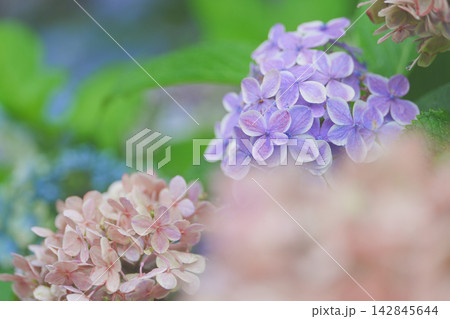 雨中の紫陽花 142845644