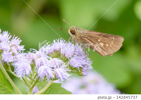 薄紫色の花へ訪れたセセリチョウ 142845737